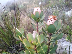 Protea speciosa