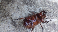 Archophileurus