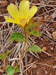 Hibiscus aethiopicus