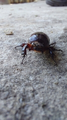 Archophileurus