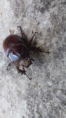 Archophileurus