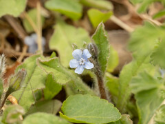 Bothriospermum chinense