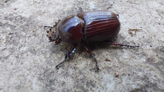 Archophileurus