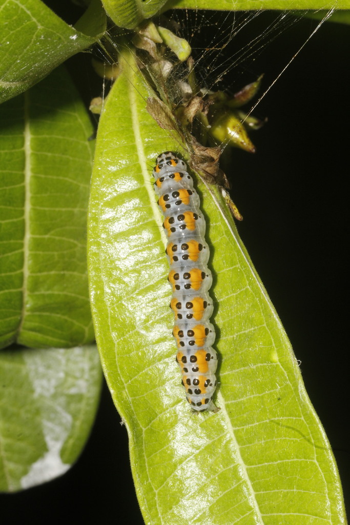 Satin White Moth
