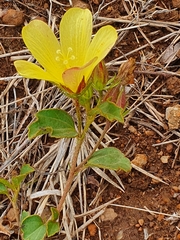 Hibiscus aethiopicus