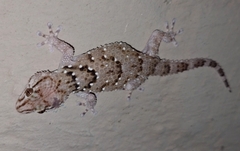 Chondrodactylus bibronii