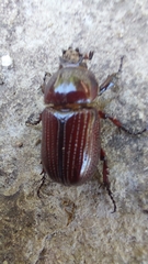 Archophileurus