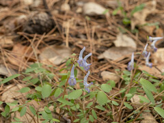 Corydalis caudata