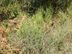 Adenocarpus complicatus