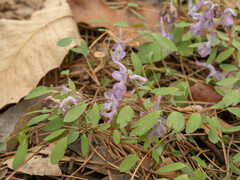 Corydalis caudata