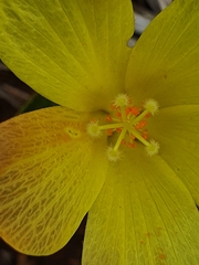Hibiscus aethiopicus