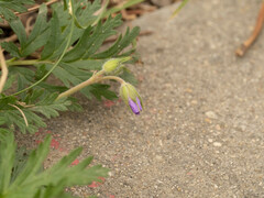 Erodium stephanianum