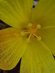 Hibiscus aethiopicus