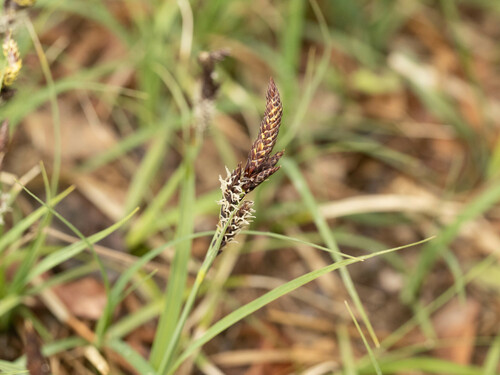 different-spike sedge (Carex heterostachya)