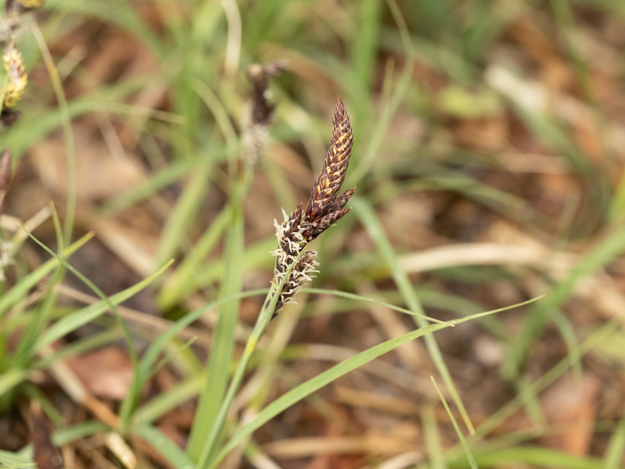 Carex heterostachya