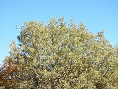 Quercus pyrenaica
