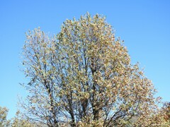 Quercus pyrenaica