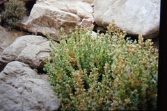 Jamesbrittenia maxii