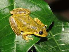Scinax x-signatus
