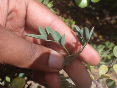 Indigofera disticha