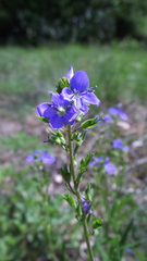 Veronica austriaca