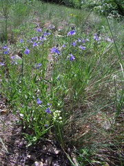 Veronica austriaca