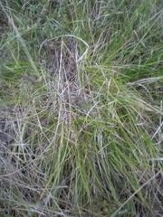 Carex humilis