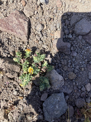 Chaetanthera flabellata