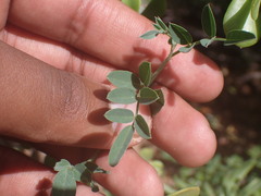 Indigofera disticha