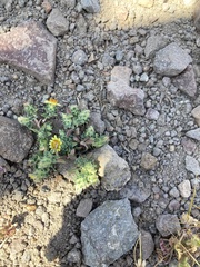 Chaetanthera flabellata