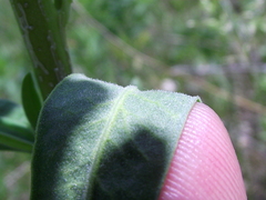 Euphorbia salicifolia