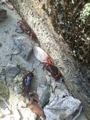 Decapoda