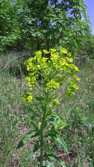 Euphorbia salicifolia