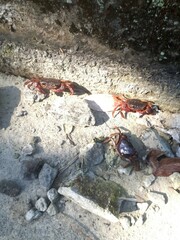 Decapoda