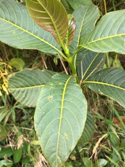 Palicourea lineariflora