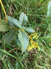 Palicourea lineariflora
