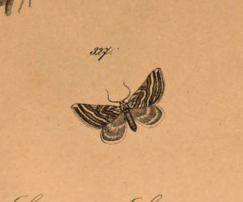 Lithostege bosporaria