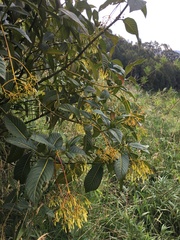 Palicourea lineariflora