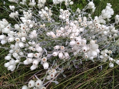 Gnaphalieae