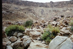 Jamesbrittenia maxii