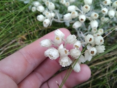 Gnaphalieae