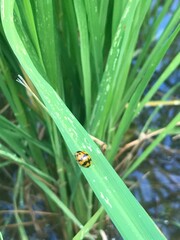 Harmonia octomaculata
