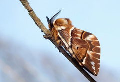 Endromis versicolora