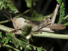 Abisares viridipennis