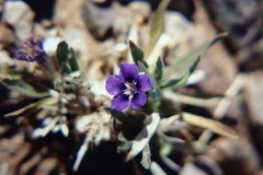 Aptosimum spinescens