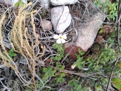 Chaenostoma hispidum