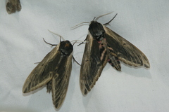 Sphinx ligustri