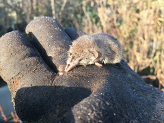 Crocidura russula