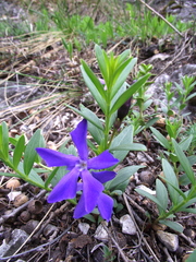 Vinca herbacea