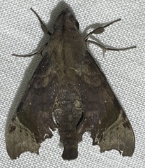 Temnora zantus